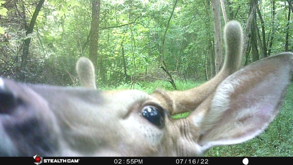 a close up of a buck's face taken by a trail camera
